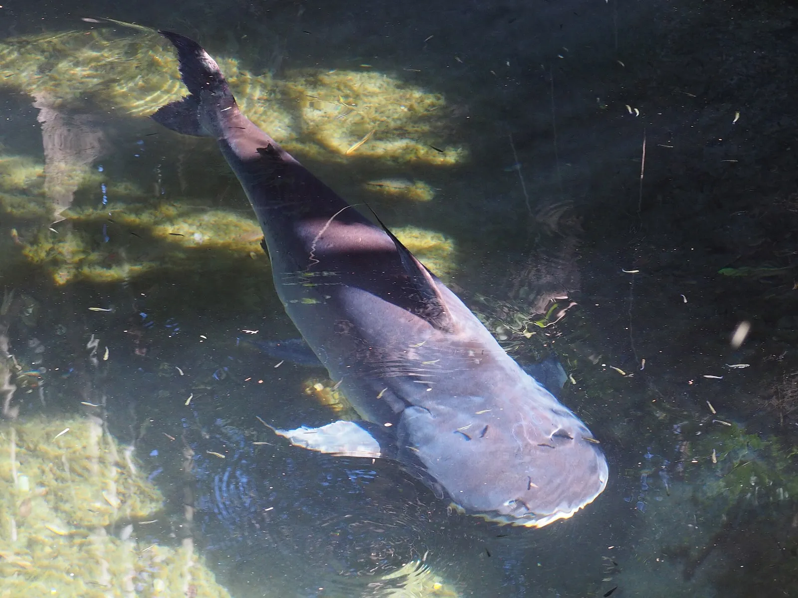 Giant pangasius (Pangasius sanitwongsei)