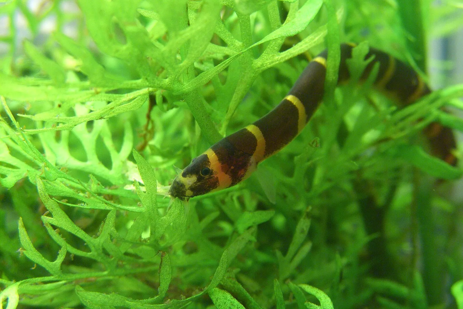 Kuhli loach (Pangio kuhlii)