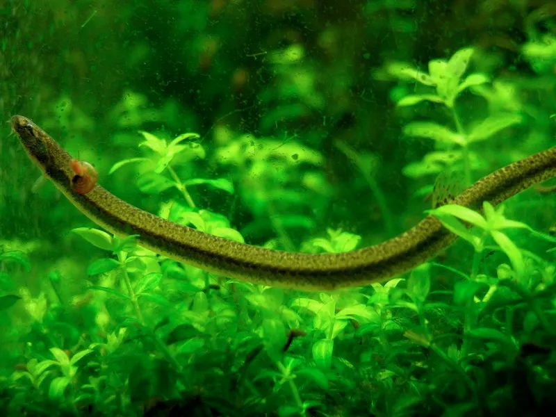 Spotted coolie loach (Pangio muraeniformis)