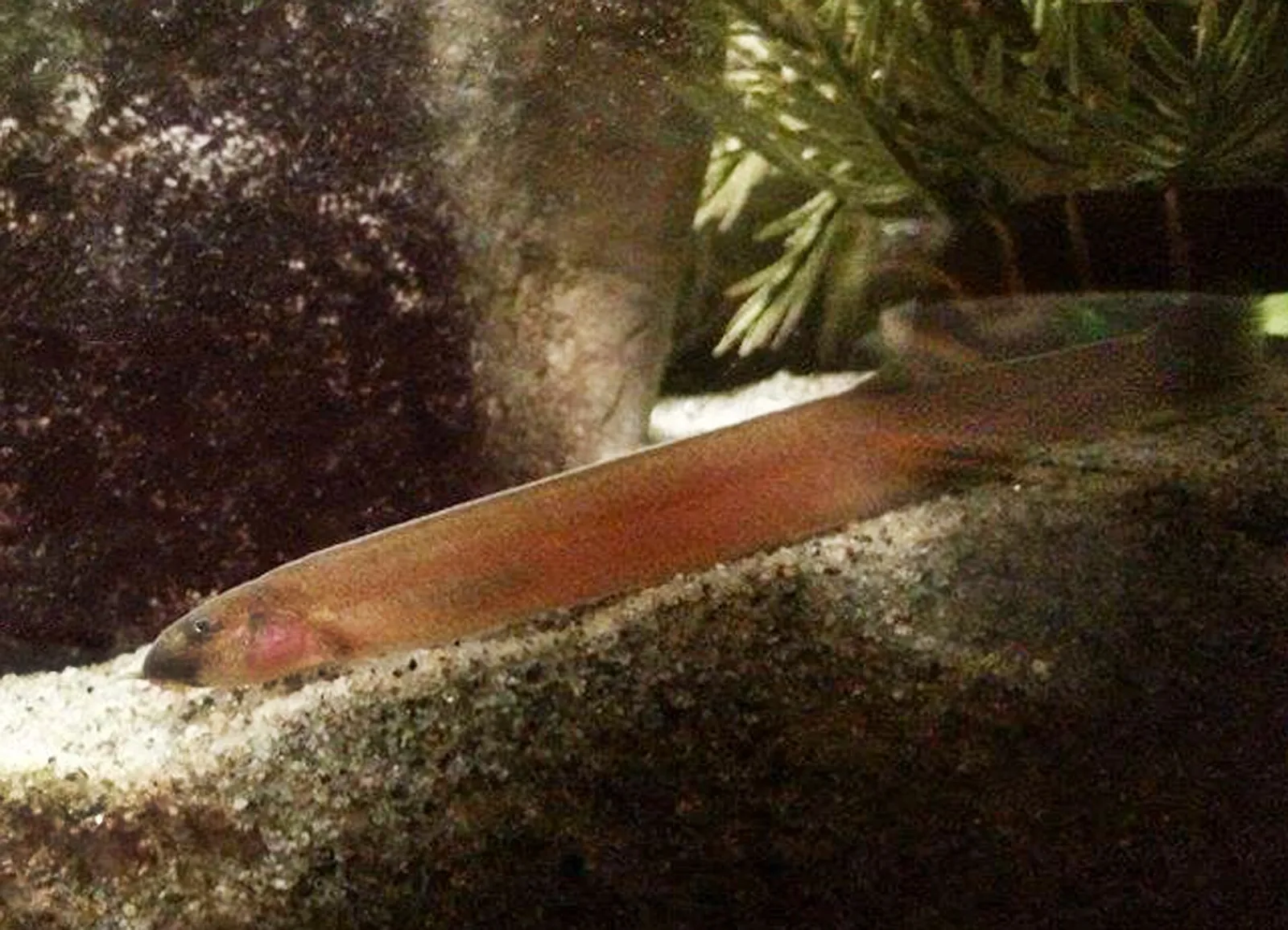 Java loach (Pangio oblonga)