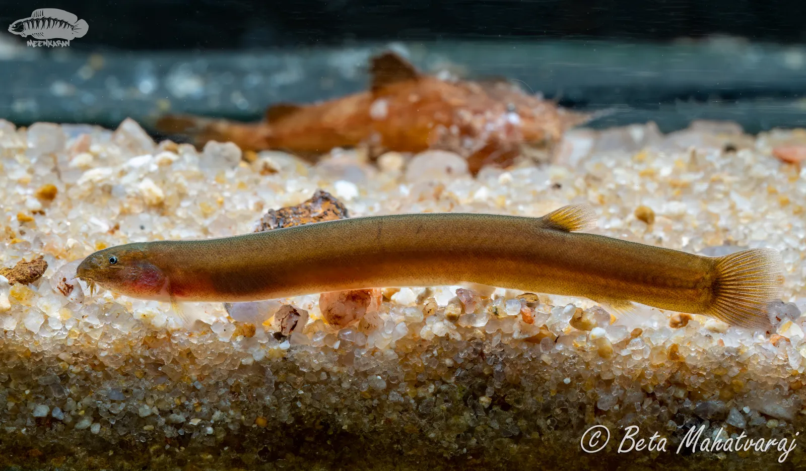 Black kuhli loach (Pangio pangia)