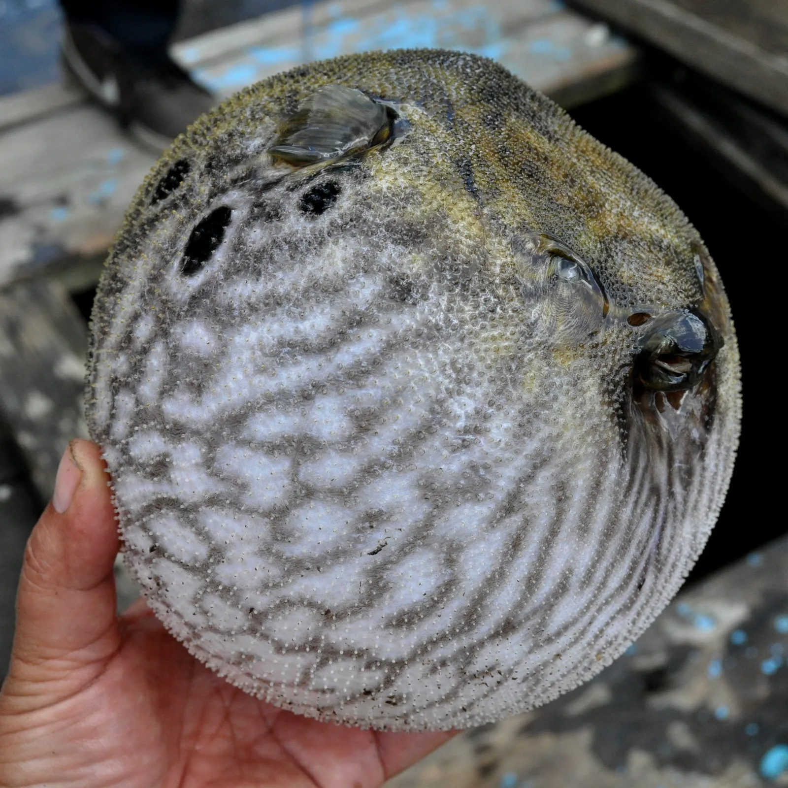 Dragon puffer (Pao palembangensis)