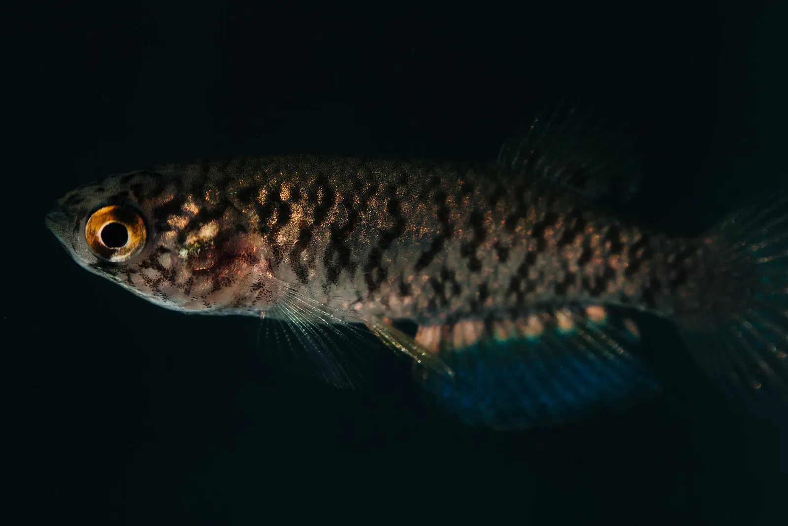 Papiliolebias bitteri