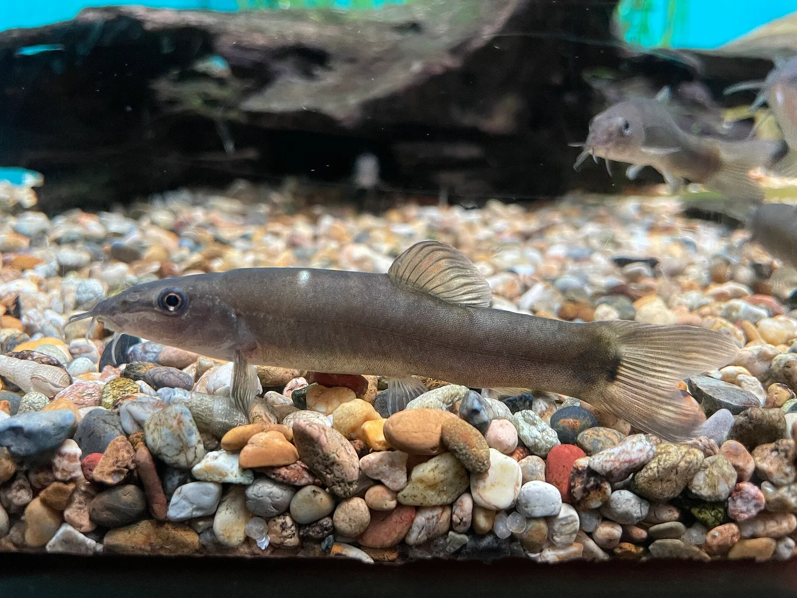 Kissing loach (Parabotia curtus)