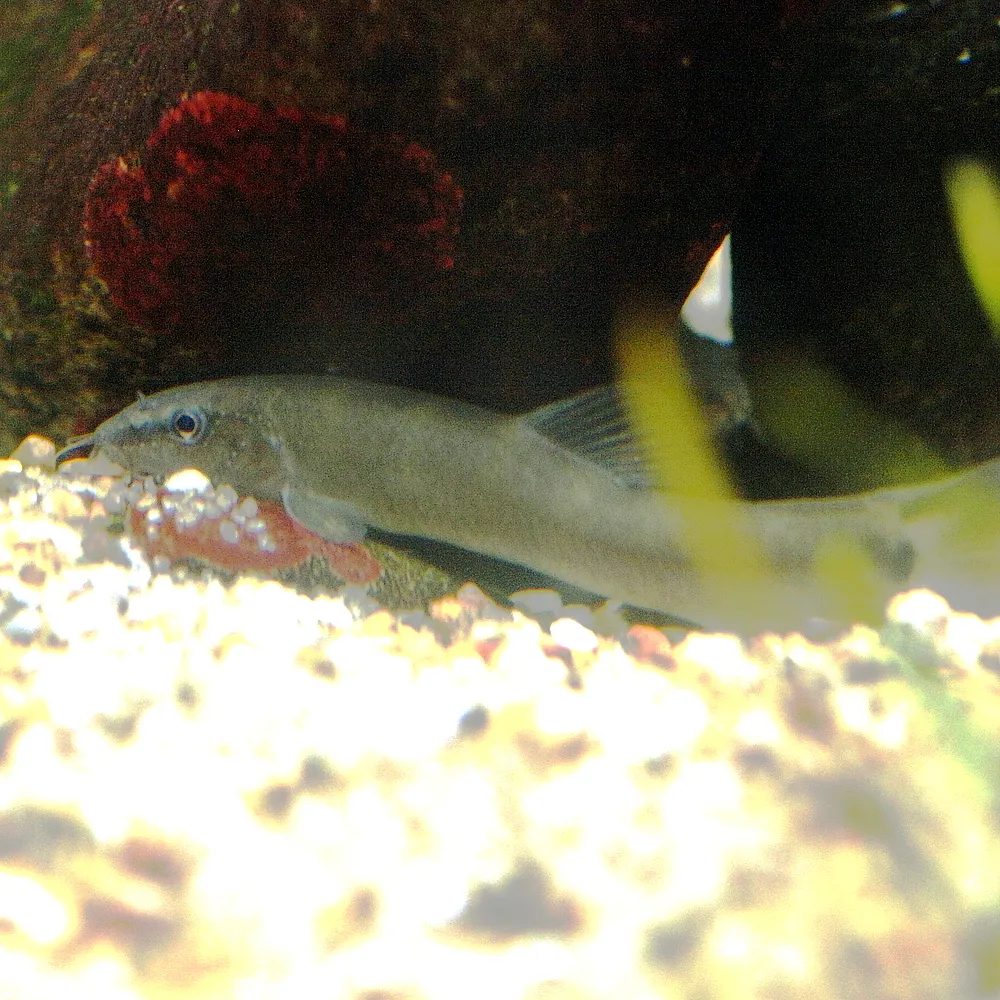 Kissing loach (Parabotia curtus)