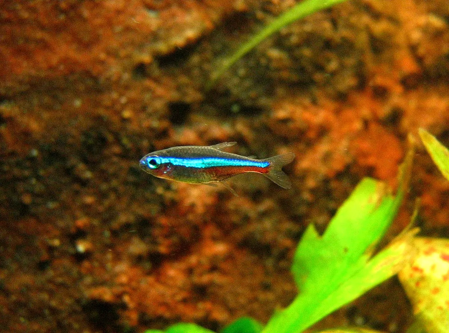 Green neon tetra (Paracheirodon simulans)