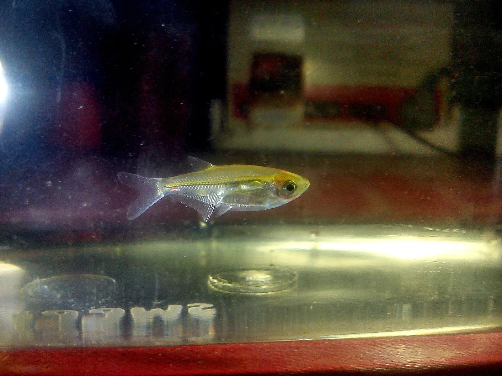 Glass fish (Parachela oxygastroides)