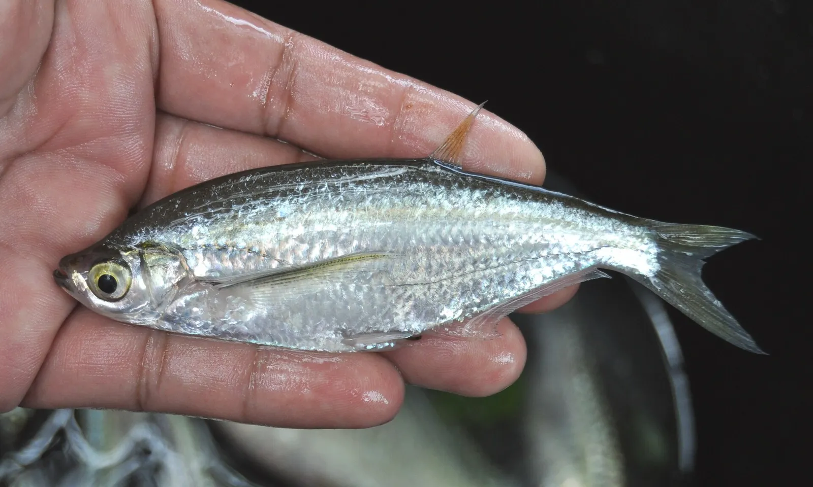 Glass fish (Parachela oxygastroides)