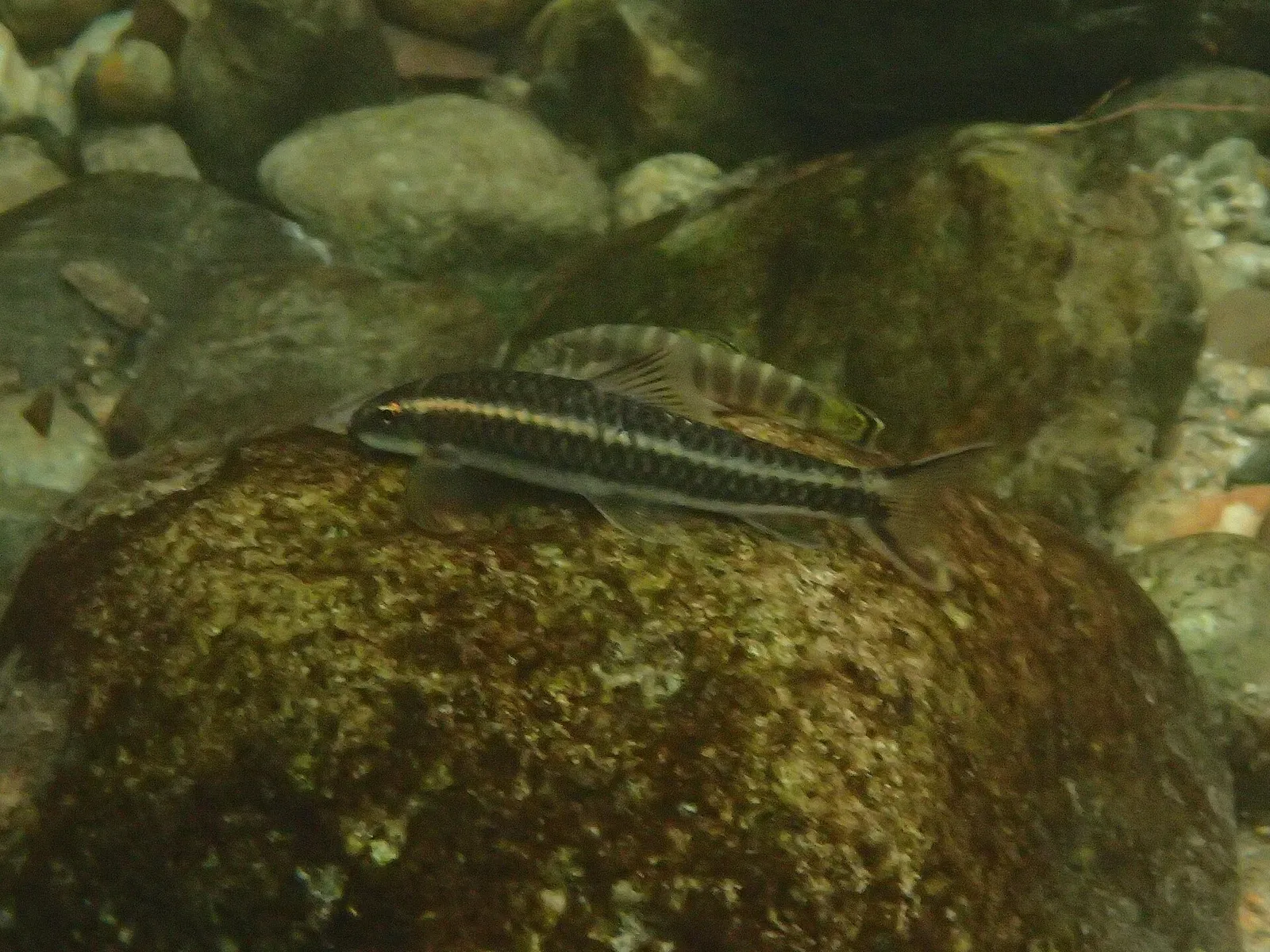 Paracrossochilus vittatus