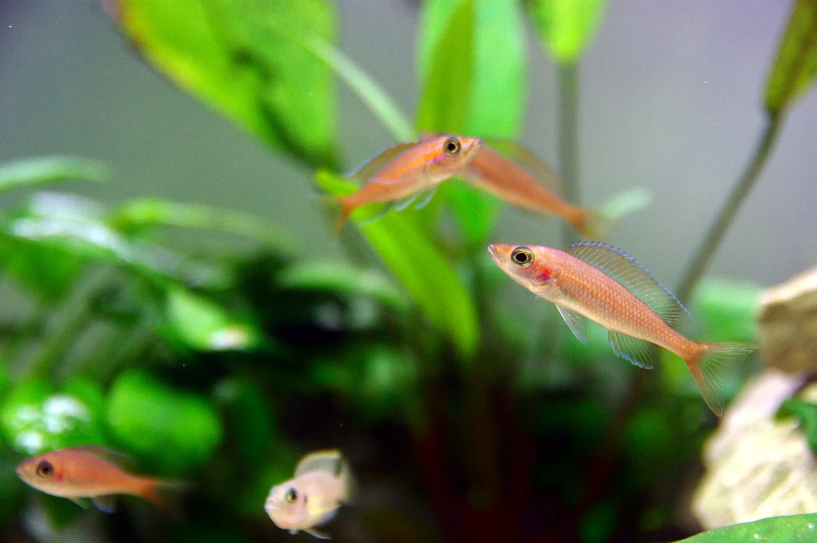 Blue neon cichlid (Paracyprichromis nigripinnis)