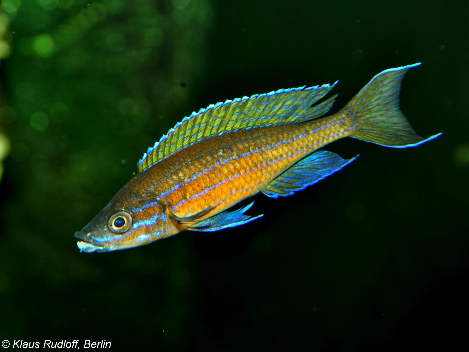 Blue neon cichlid (Paracyprichromis nigripinnis)