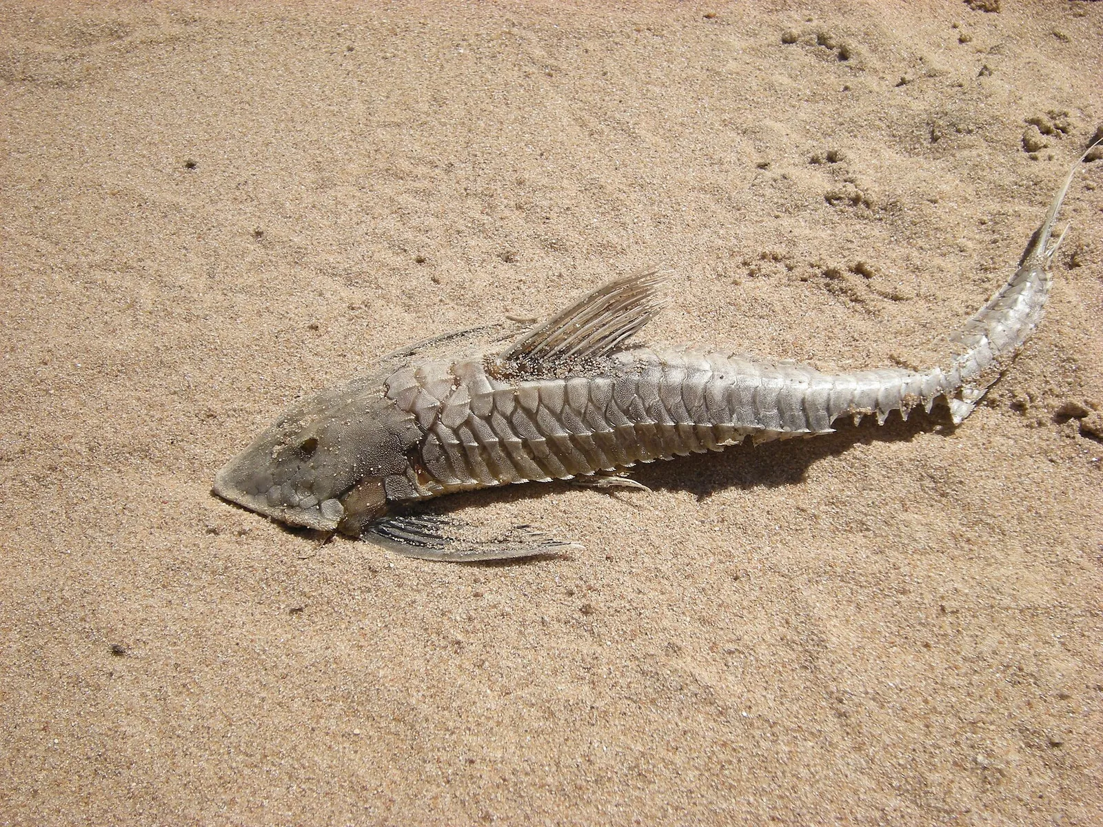 Viola Catfish (Paraloricaria vetula)