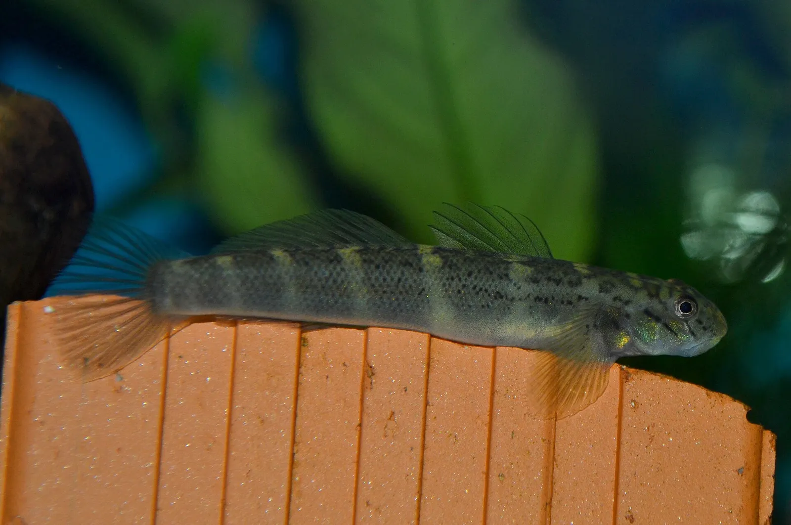 Parasicydium bandama