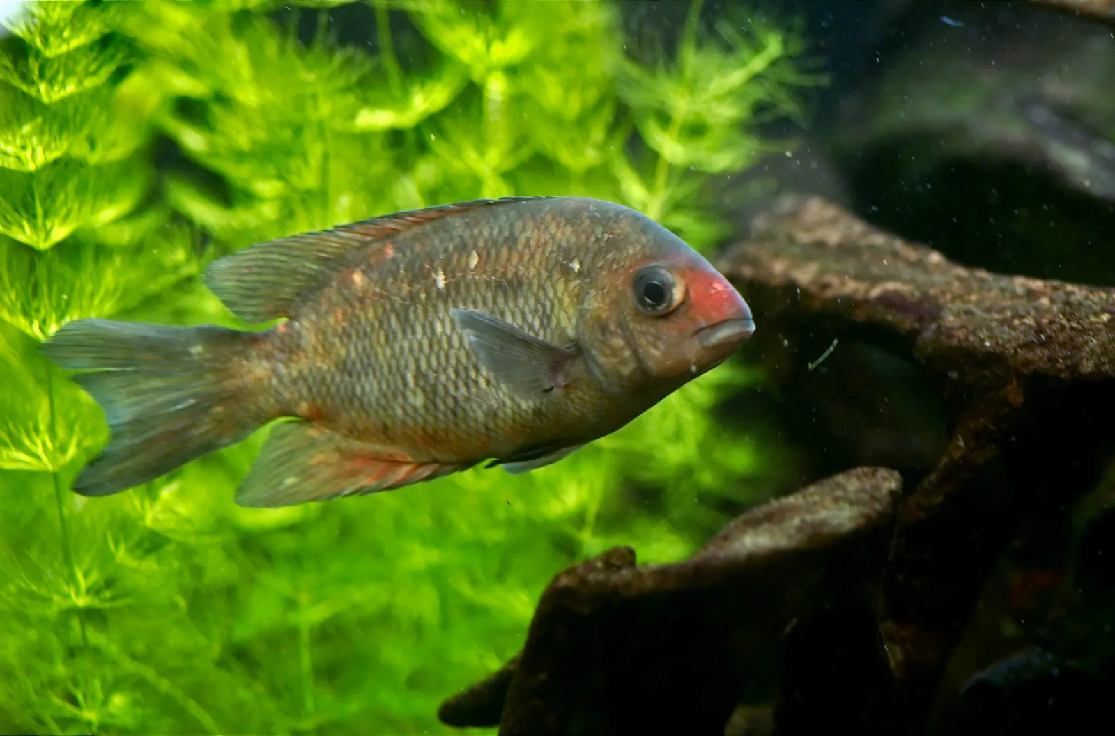 Kotsovato (Paretroplus kieneri)
