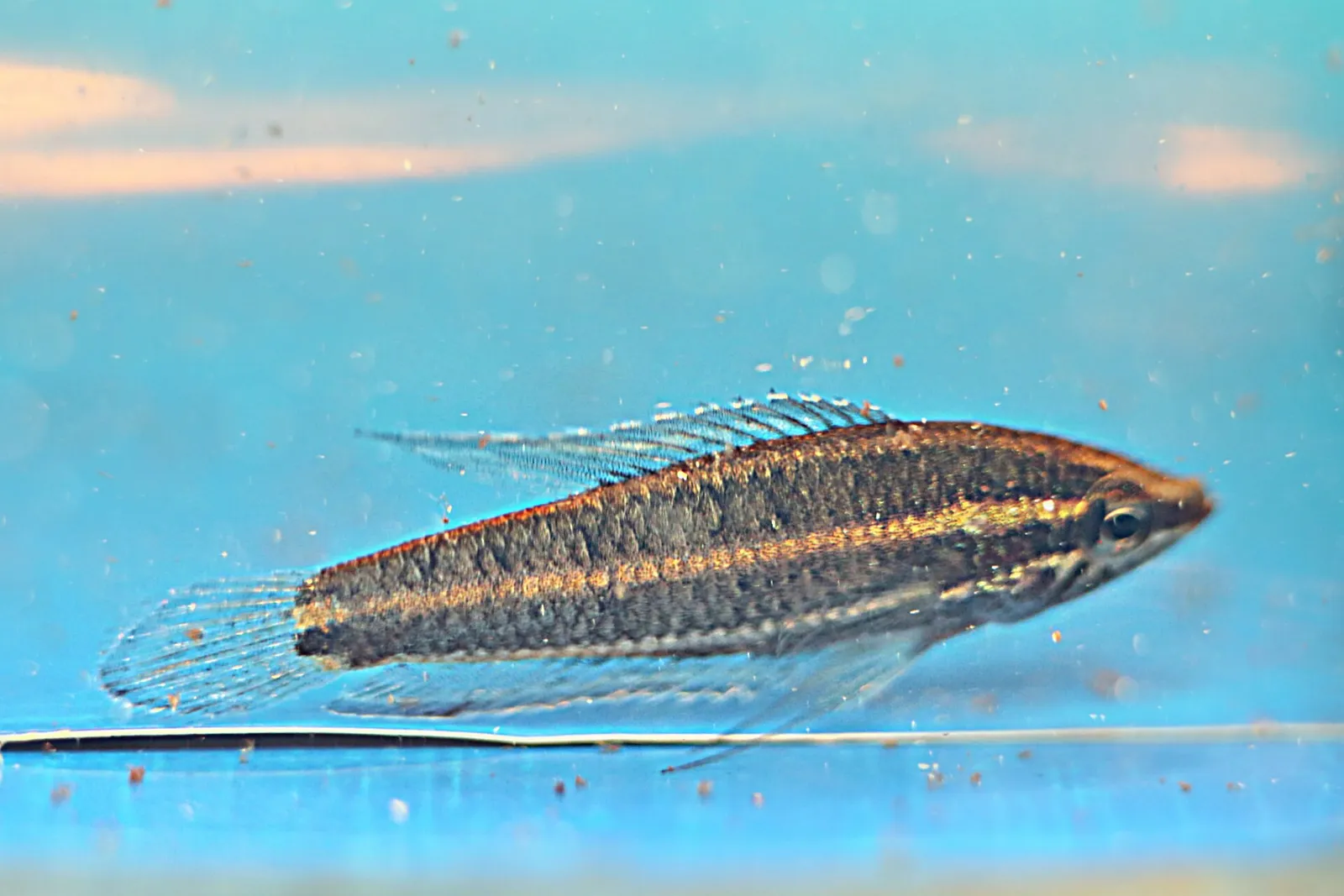 Parosphromenus harveyi