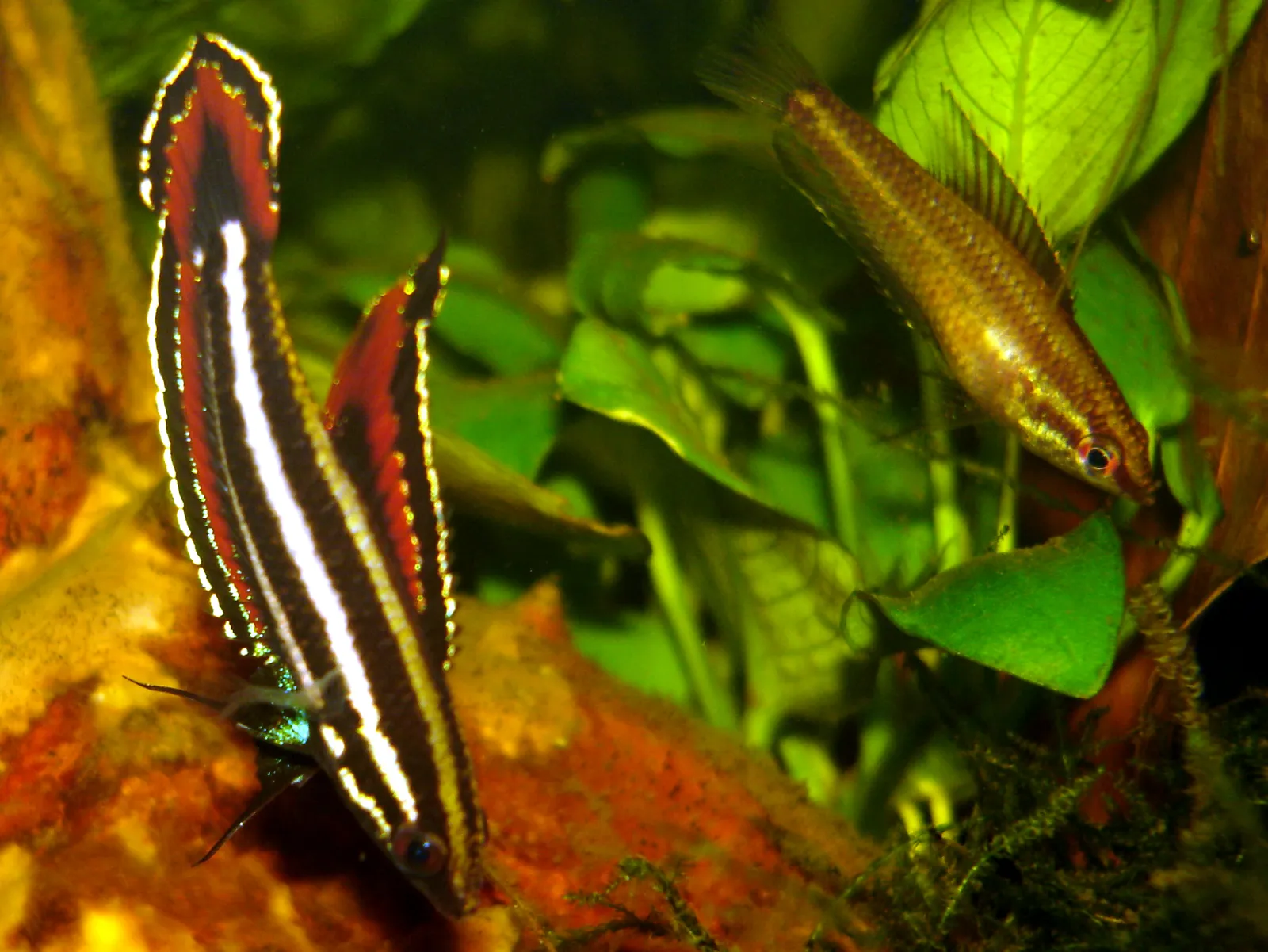 Parosphromenus phoenicurus