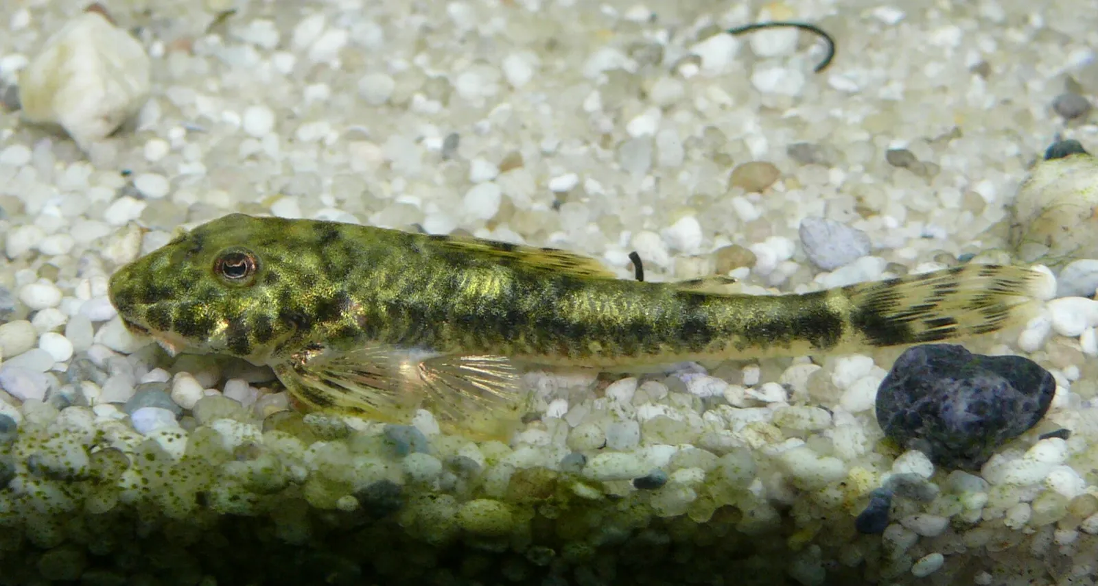 Goby Pleco (Parotocinclus jumbo)