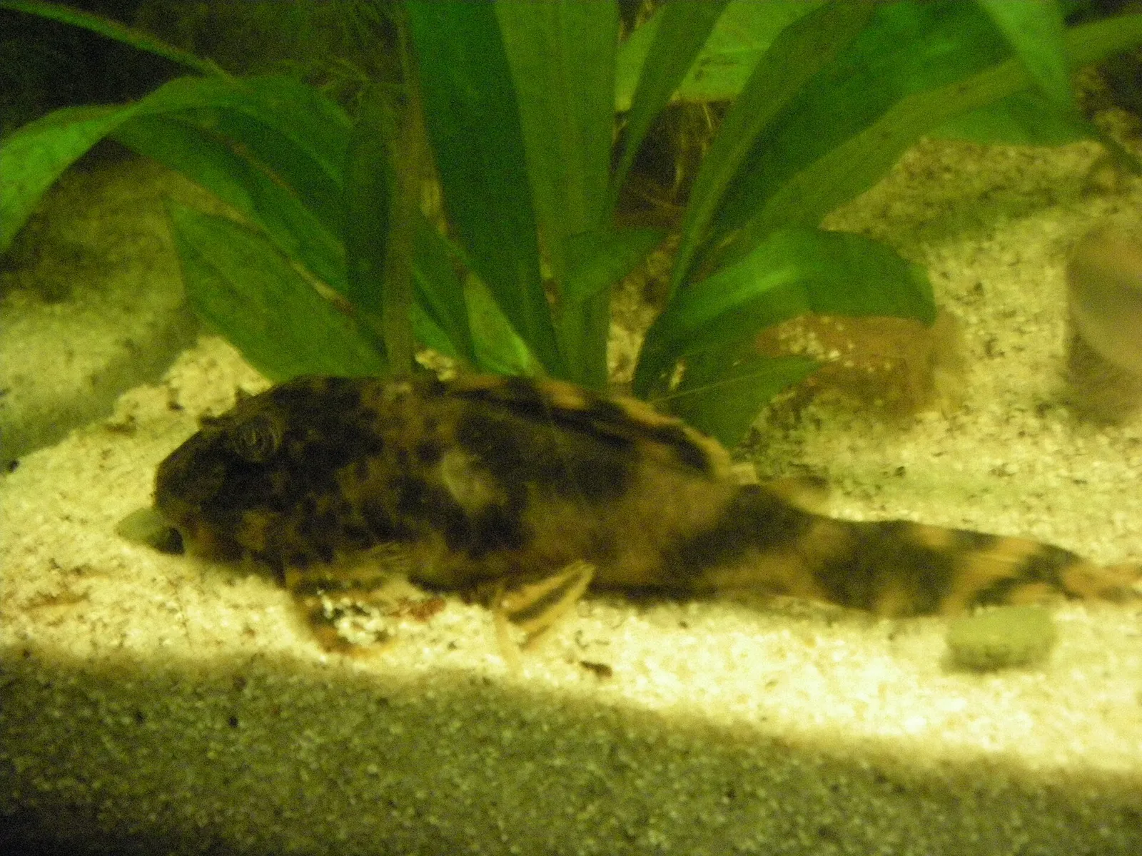 LDA078 (Peckoltia brevis)