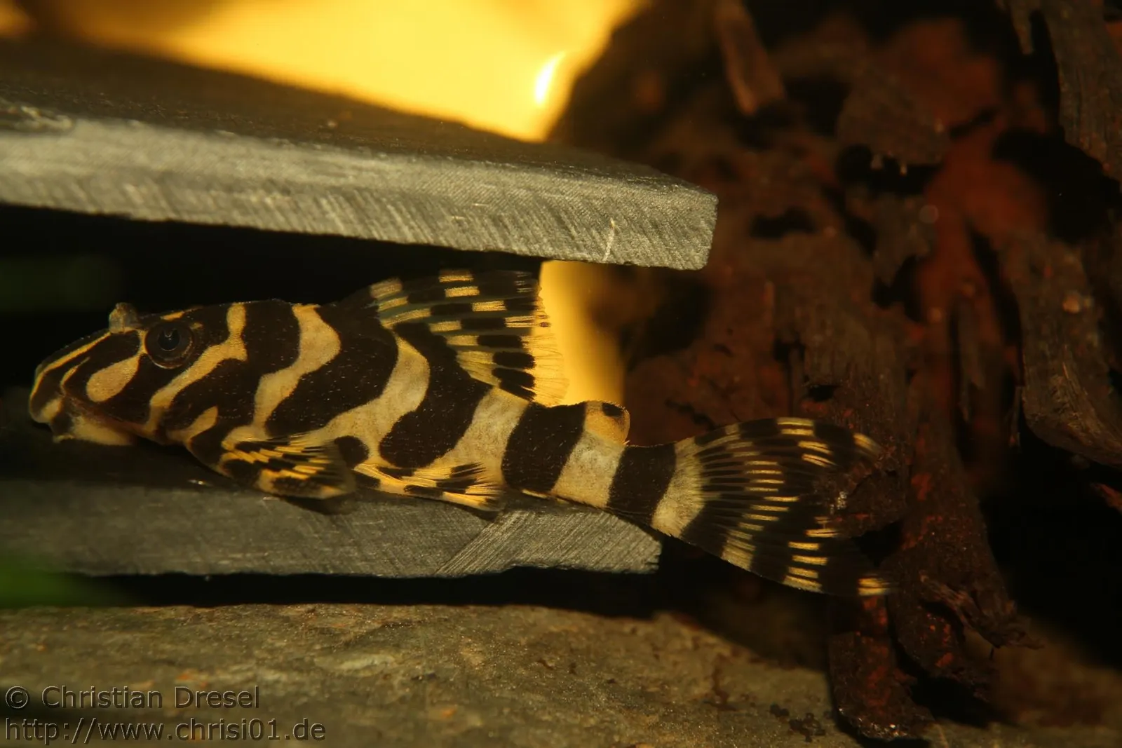 Leopard frog pleco (Peckoltia compta)
