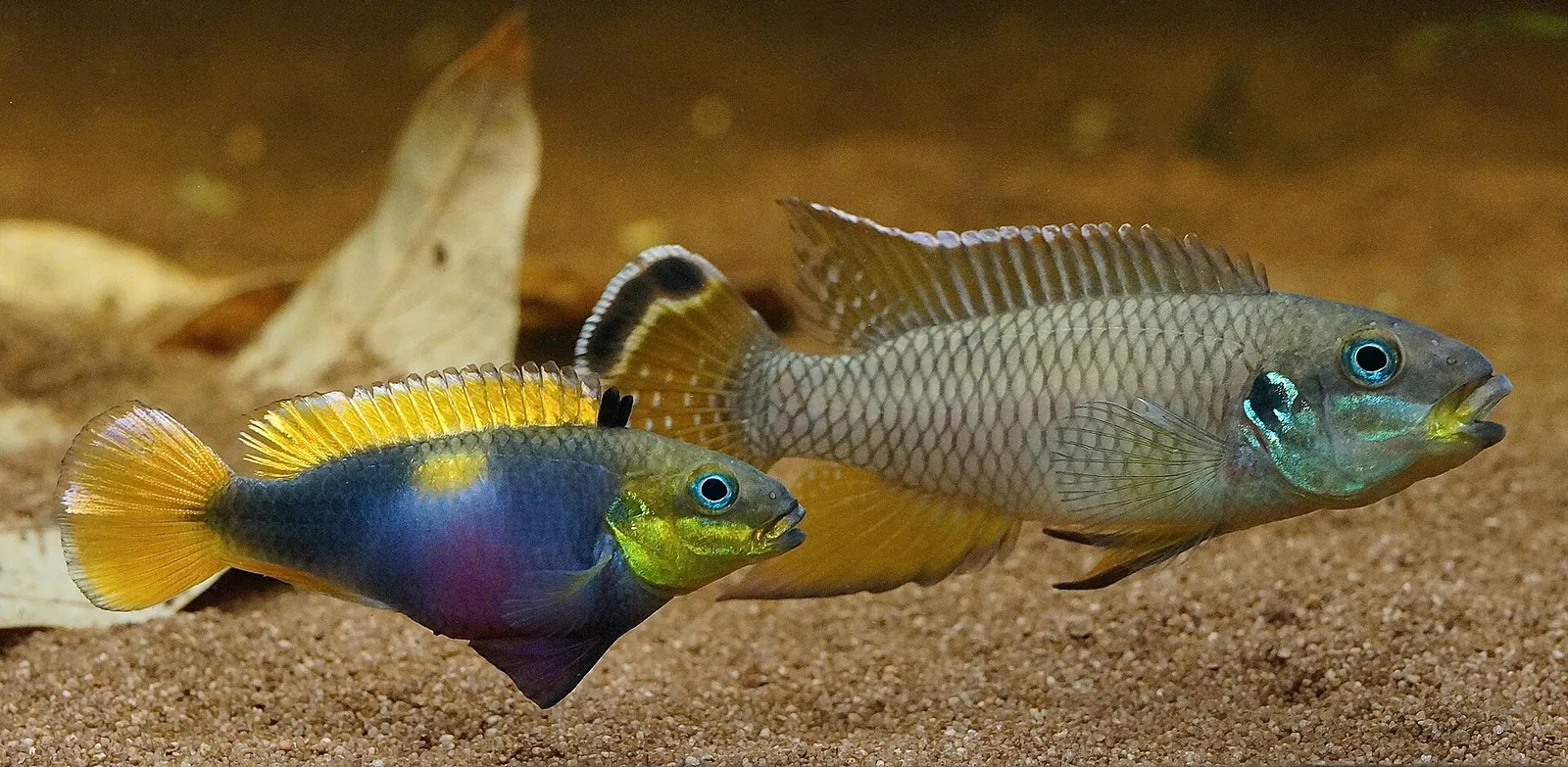 Pelvicachromis drachenfelsi