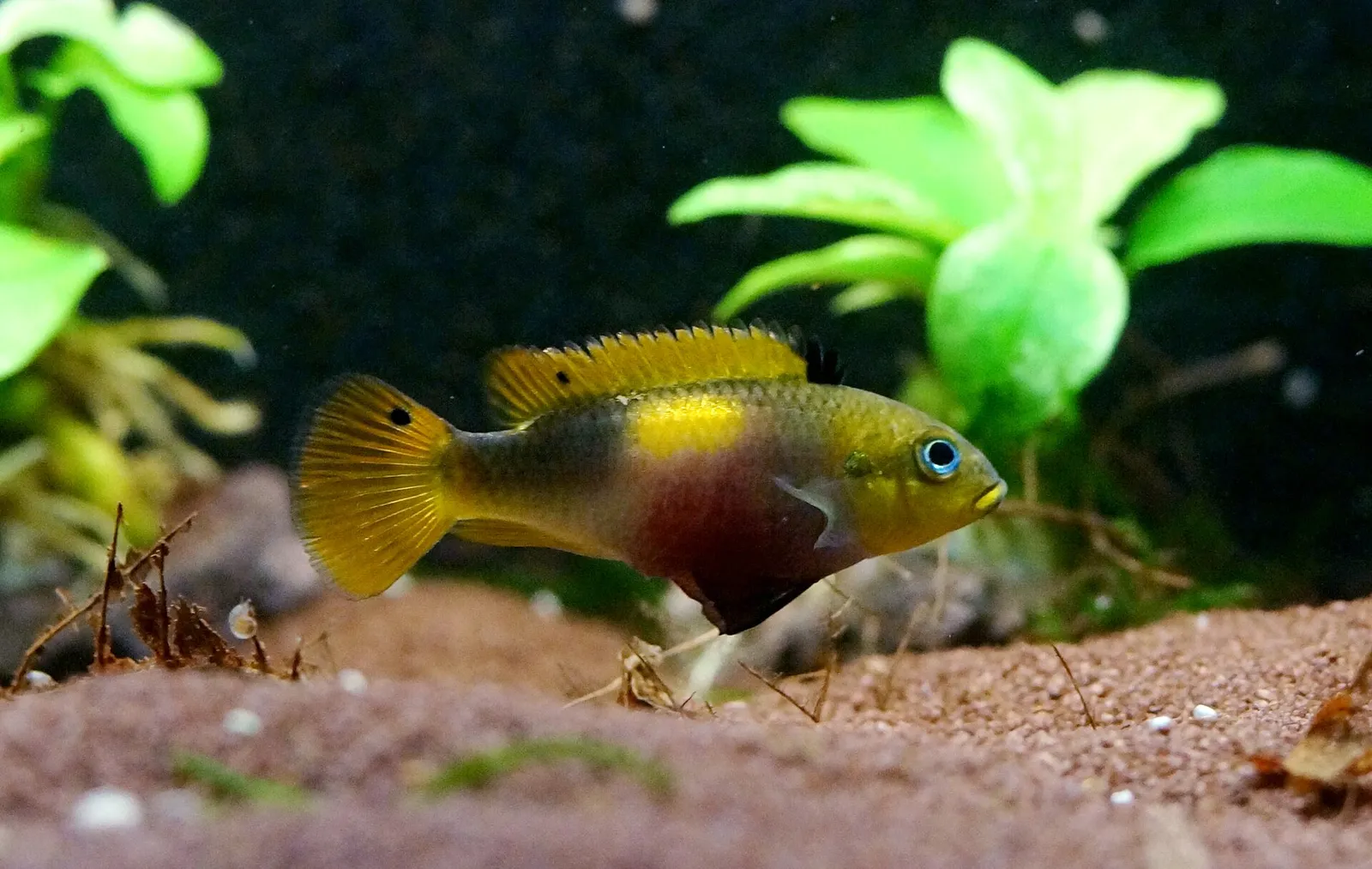 Pelvicachromis drachenfelsi