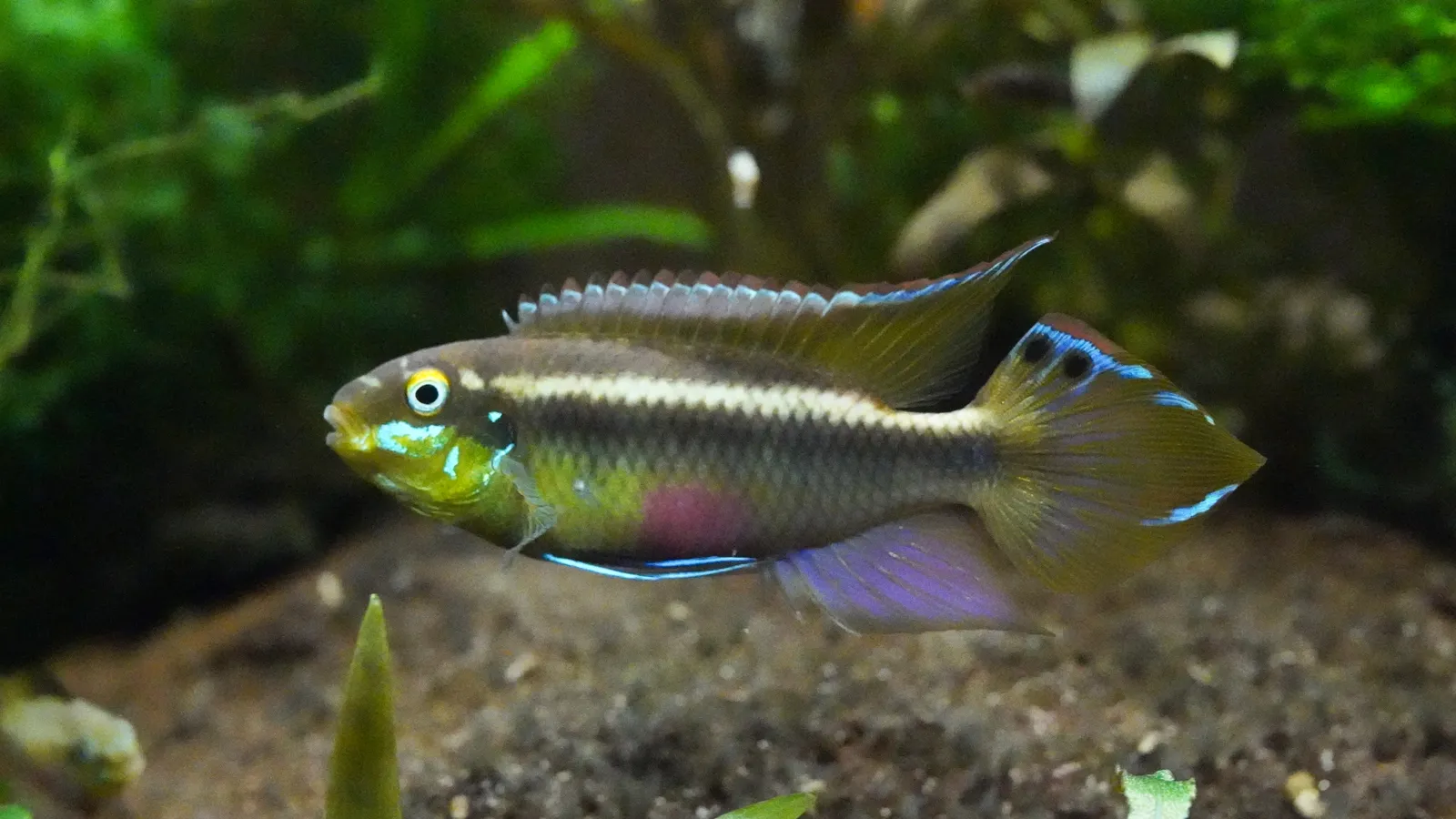 Giant krib (Pelvicachromis sacrimontis)