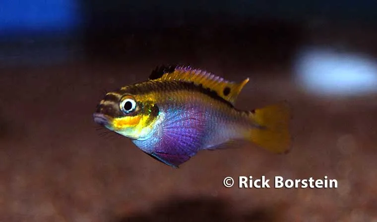 Pelvicachromis taeniatus