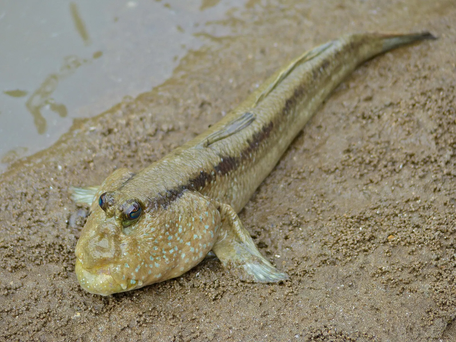 Giant mudskipper (Periophthalmodon schlosseri)