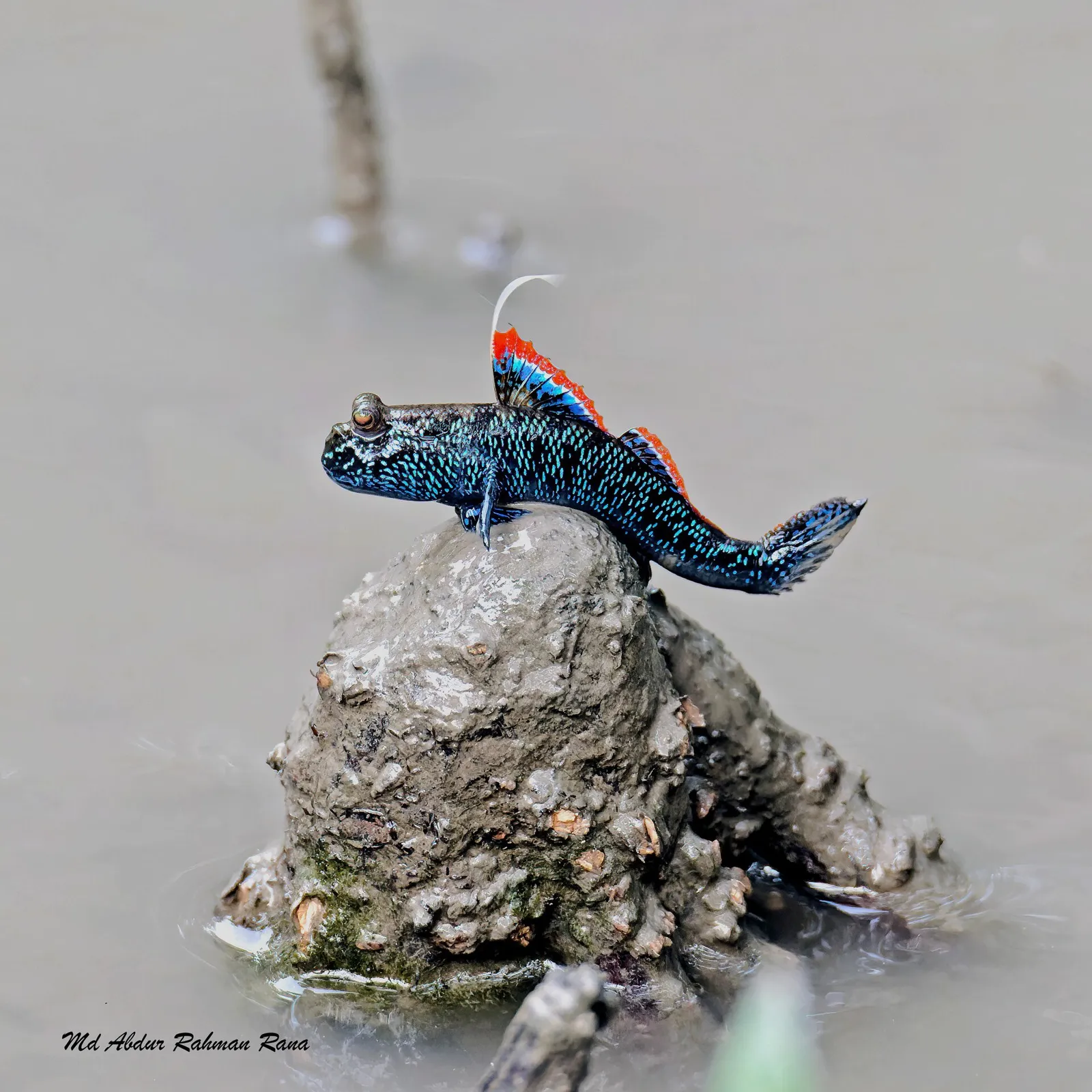 Freshwater mudskipper (Periophthalmodon septemradiatus)