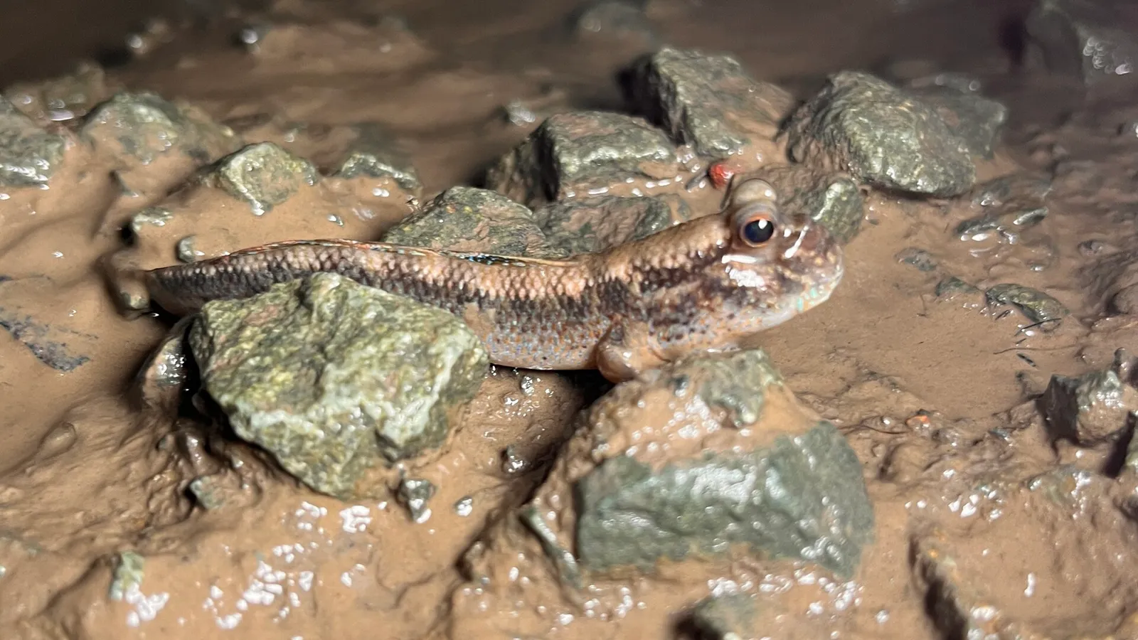 Freshwater mudskipper (Periophthalmodon septemradiatus)