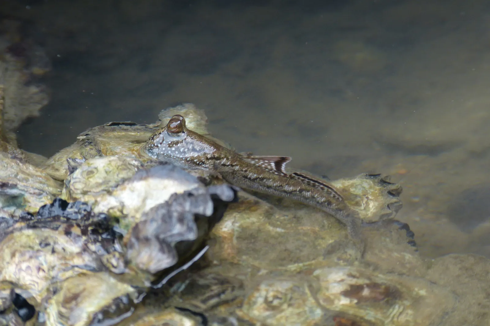 Barred mudskipper (Periophthalmus argentilineatus)