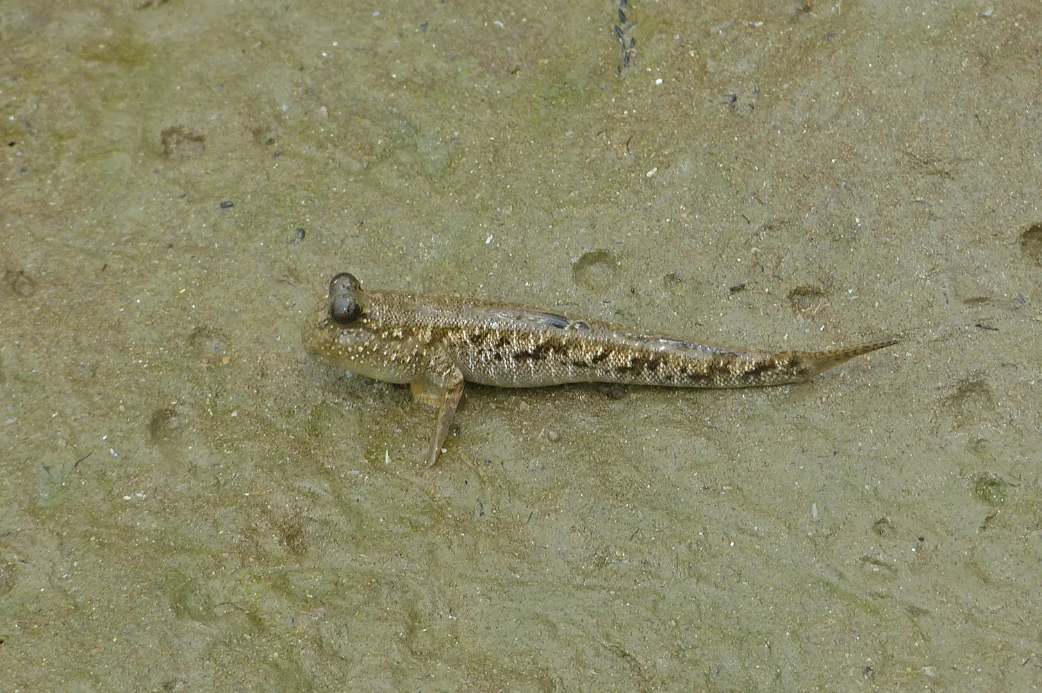 Barred mudskipper (Periophthalmus argentilineatus)