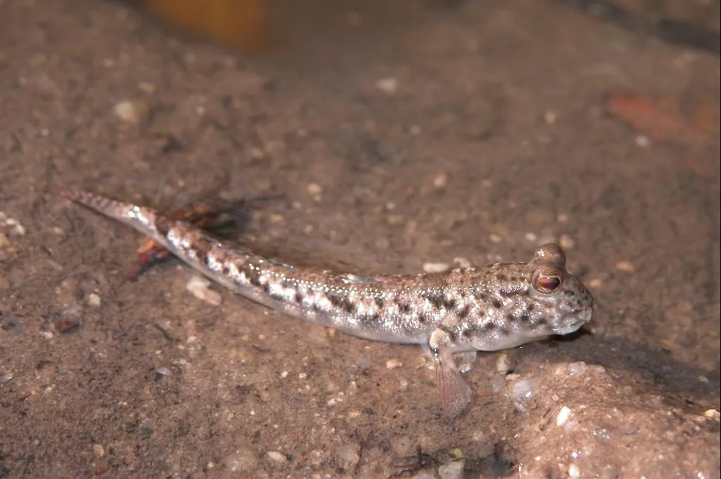 Barred mudskipper (Periophthalmus argentilineatus)