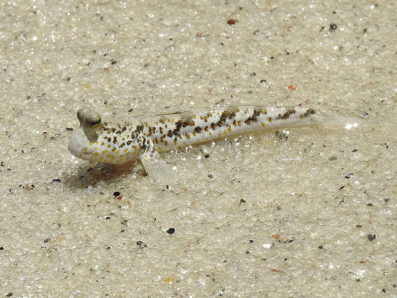 Gold-spotted mudskipper (Periophthalmus chrysospilos)