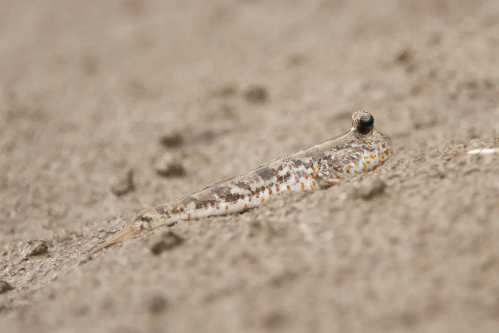 Gold-spotted mudskipper (Periophthalmus chrysospilos)