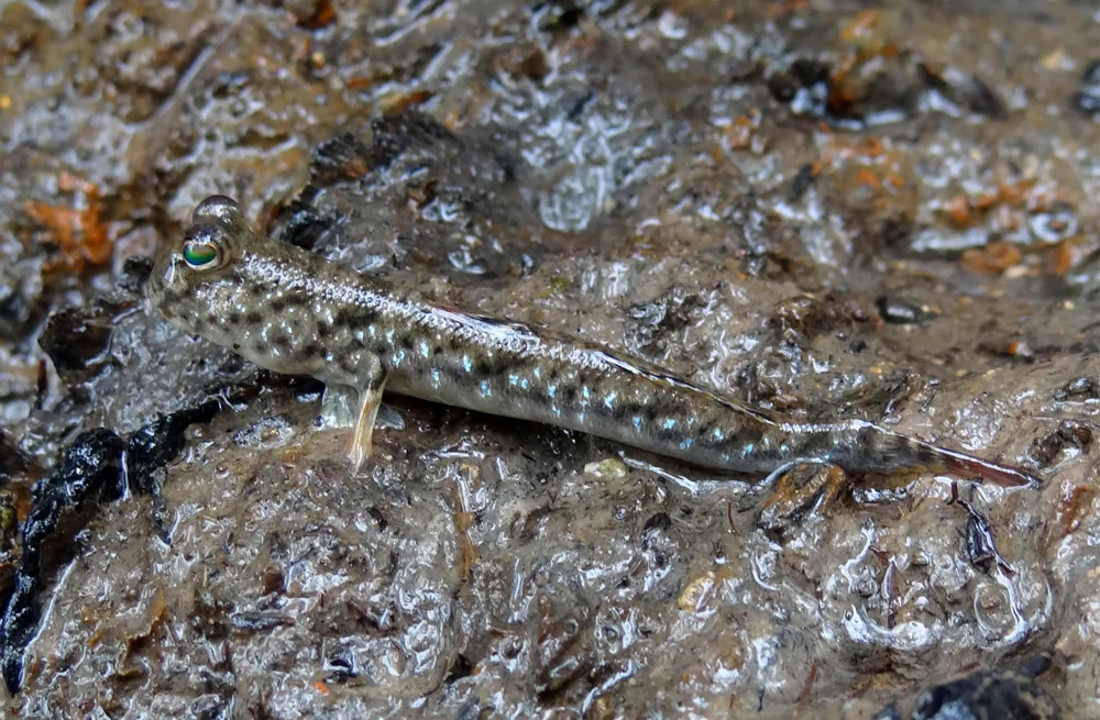 Graceful mudskipper (Periophthalmus gracilis)