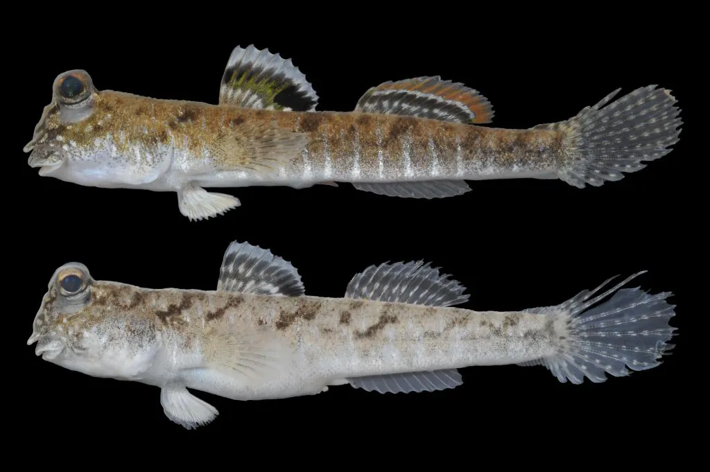Graceful mudskipper (Periophthalmus gracilis)