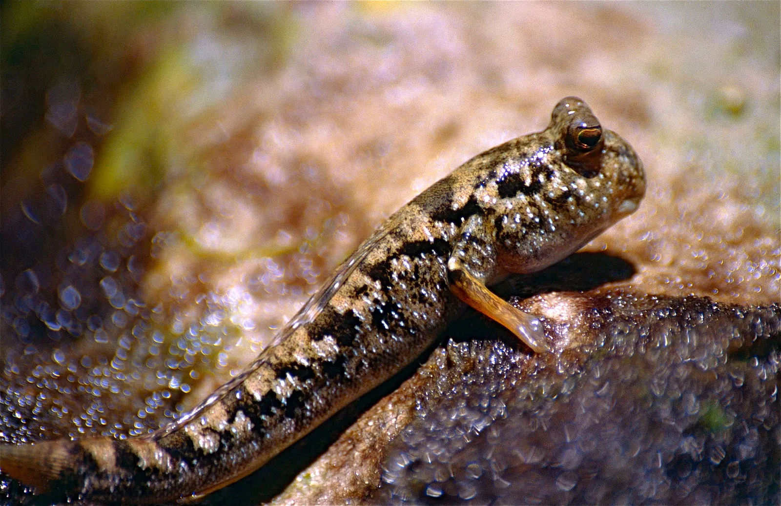 Common mudskipper (Periophthalmus kalolo)