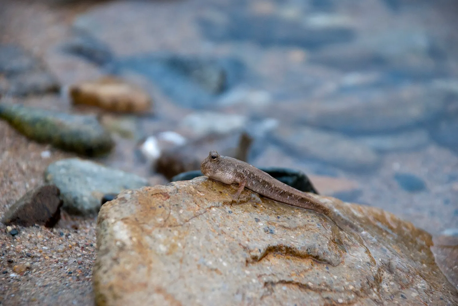 Shuttles hoppfish (Periophthalmus modestus)