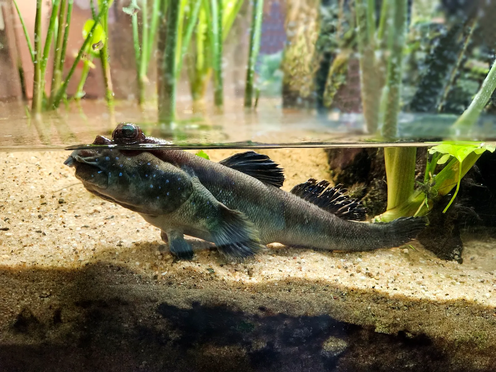 Small mudskipper (Periophthalmus novemradiatus)
