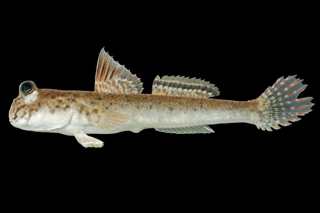 Periophthalmus variabilis