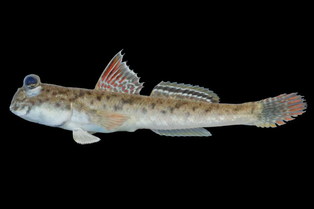 Periophthalmus variabilis