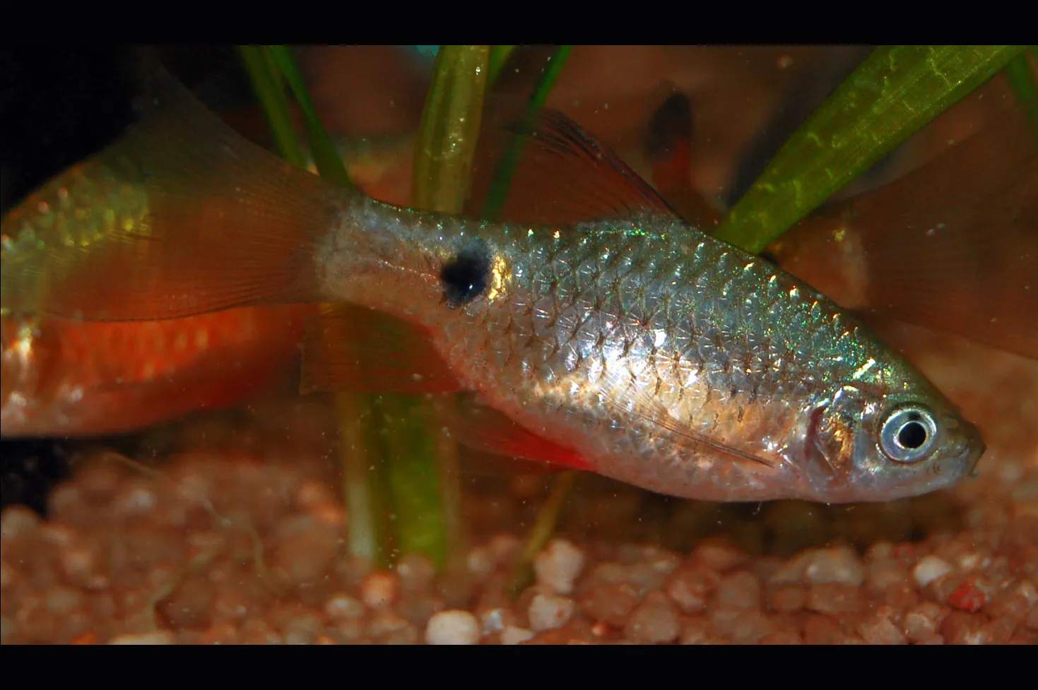 Rosy barb (Pethia conchonius)
