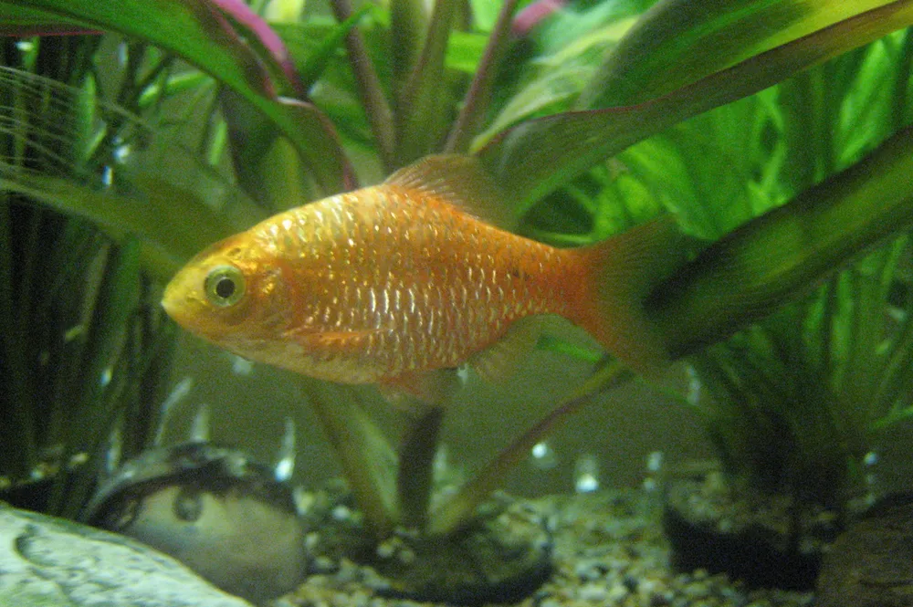 Rosy barb (Pethia conchonius)
