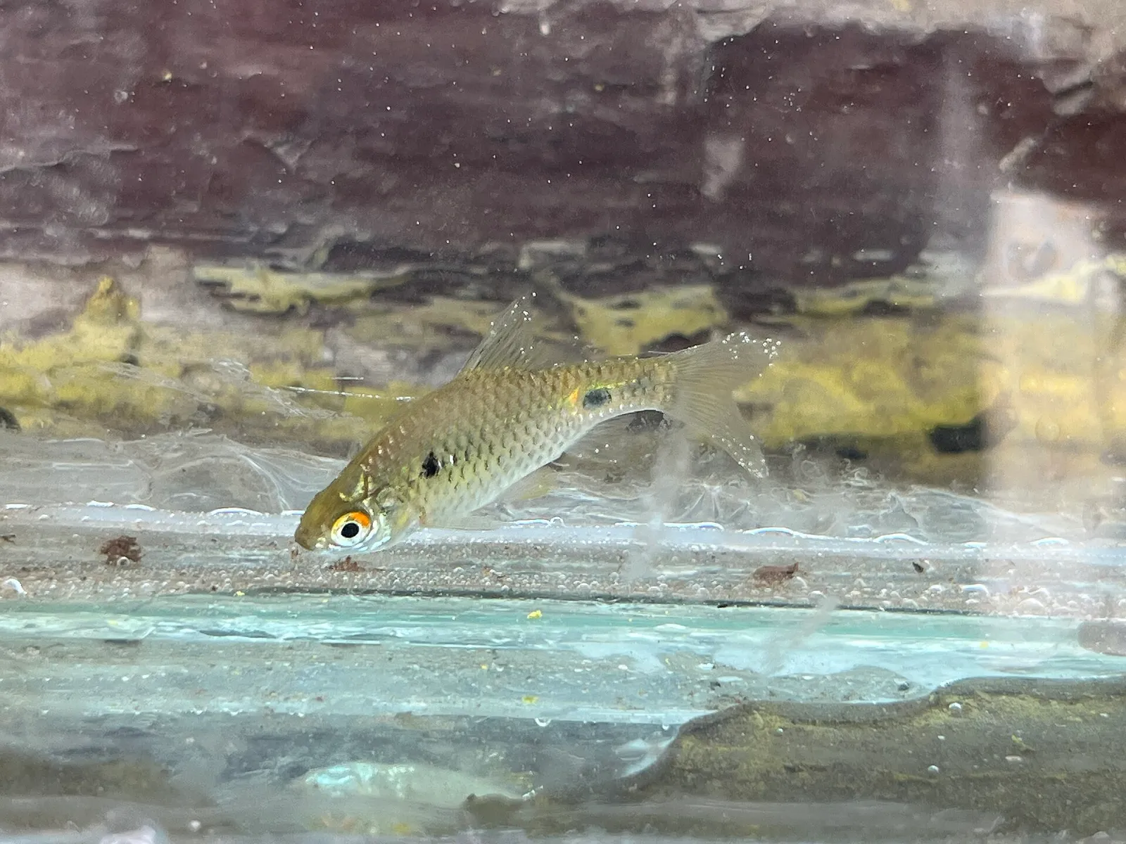 Ticto barb (Pethia ticto)