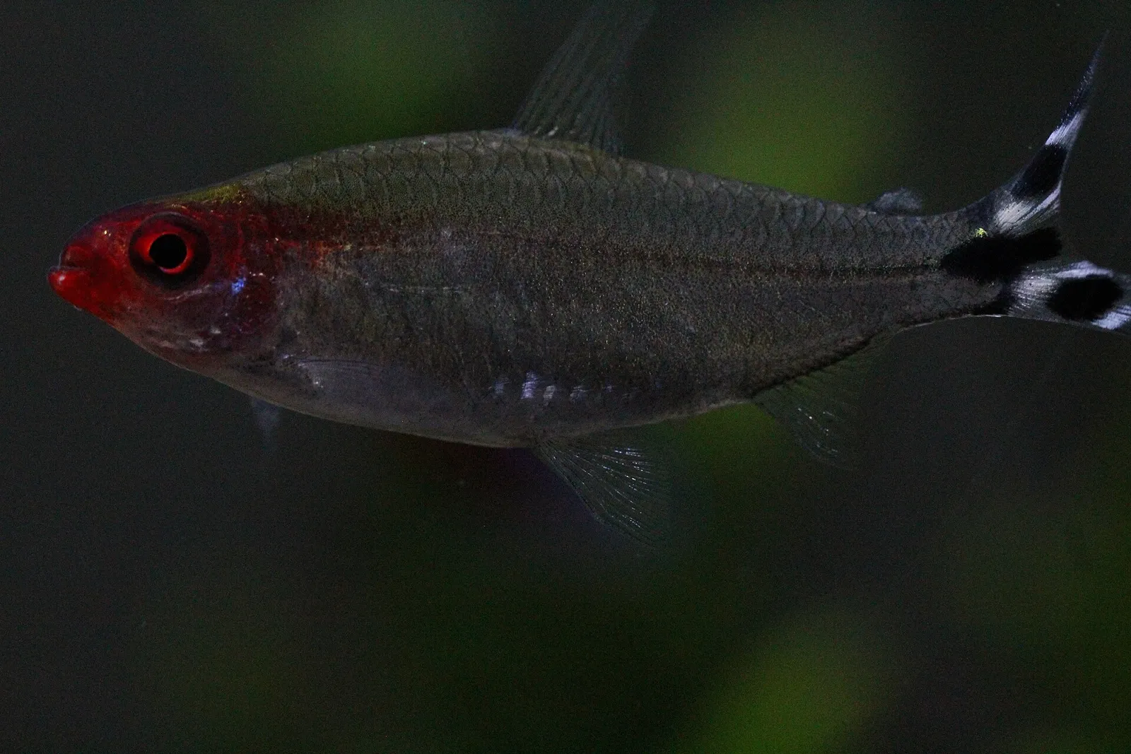 Firehead tetra (Petitella bleheri)