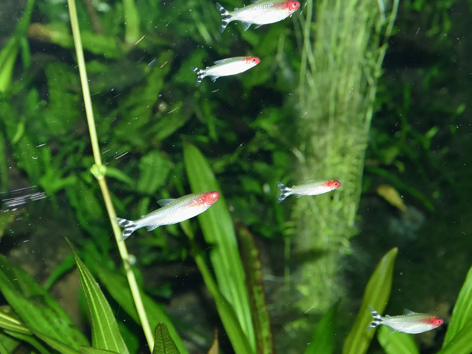 False rummy-nose tetra (Petitella georgiae)