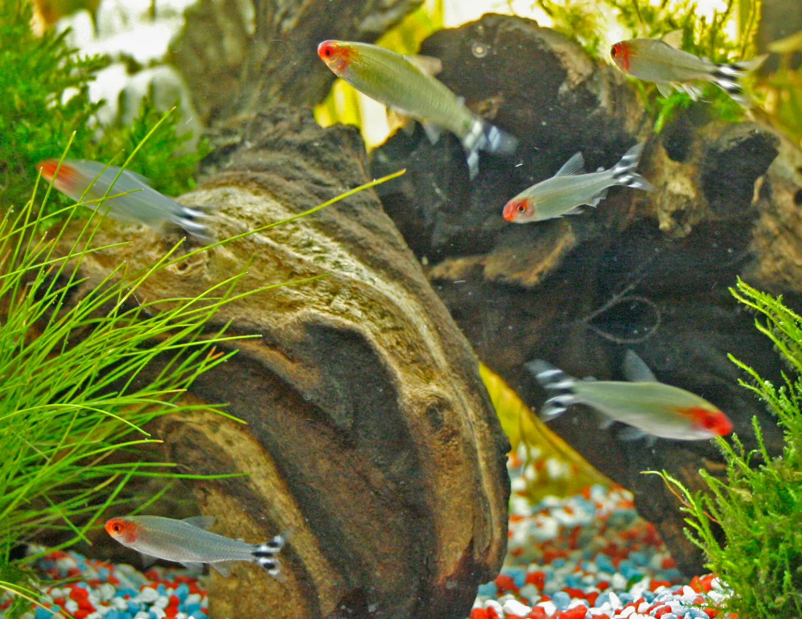 Rummynose tetra (Petitella rhodostoma)