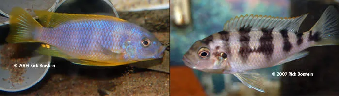 Male and Female Petrotilapia sp.