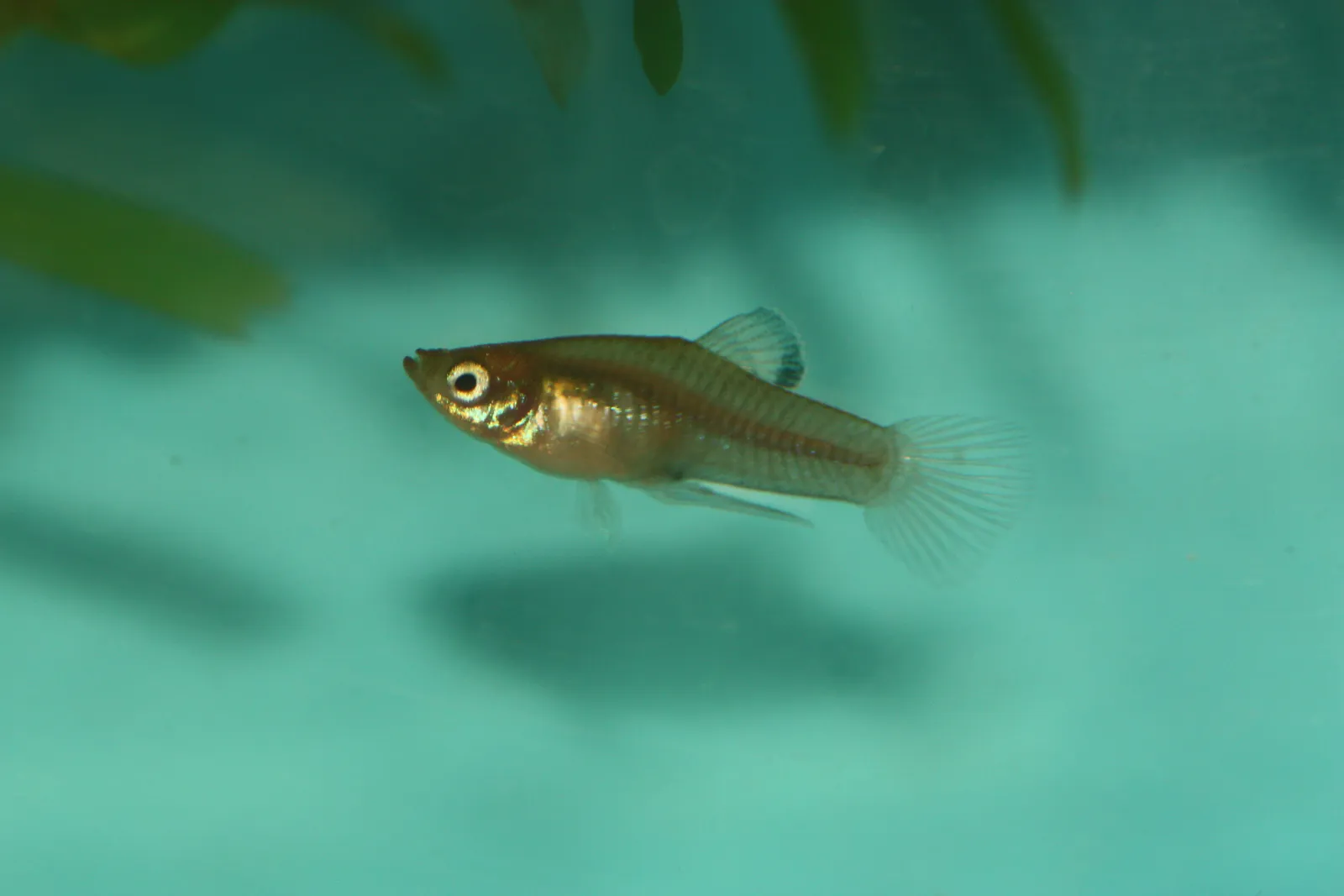 Blackspotted toothcarp (Phallichthys tico)